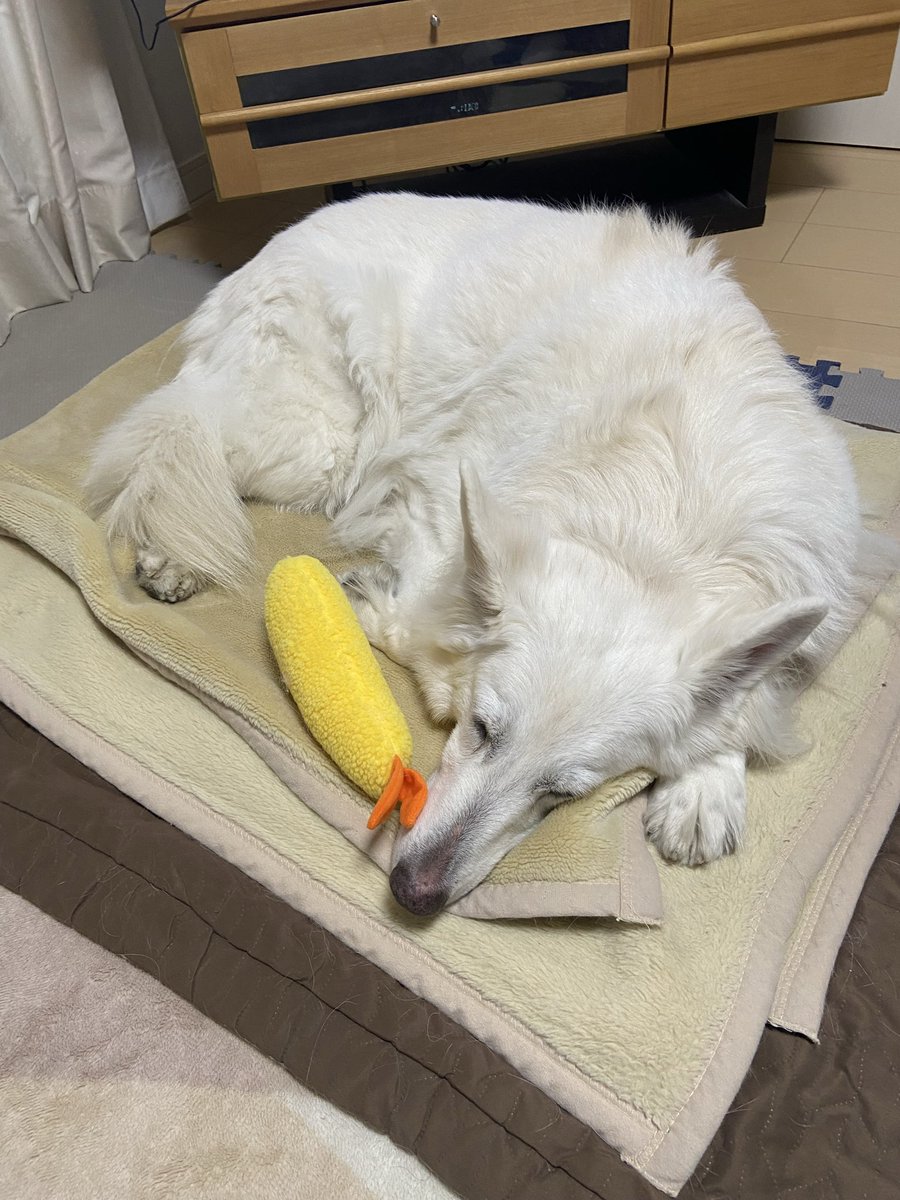 ホワイトシェパードのエビフライ添え