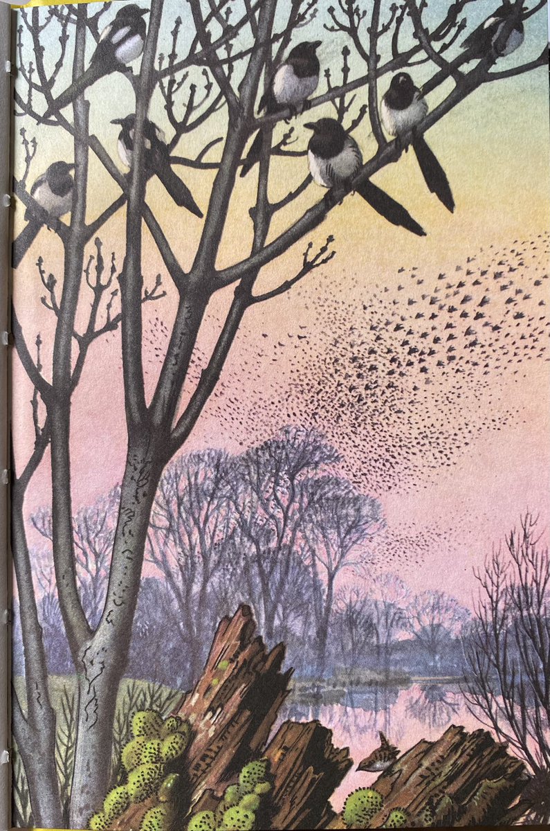 BElliottAuthor's tweet photo. I like the wintry features in this illustration by Ladybird artist Tunnicliffe for What to Look for in Winter (1959). Red sky…starlings … Magpies … a lone wren…So much on one page. https://t.co/Lexw5kBqyq