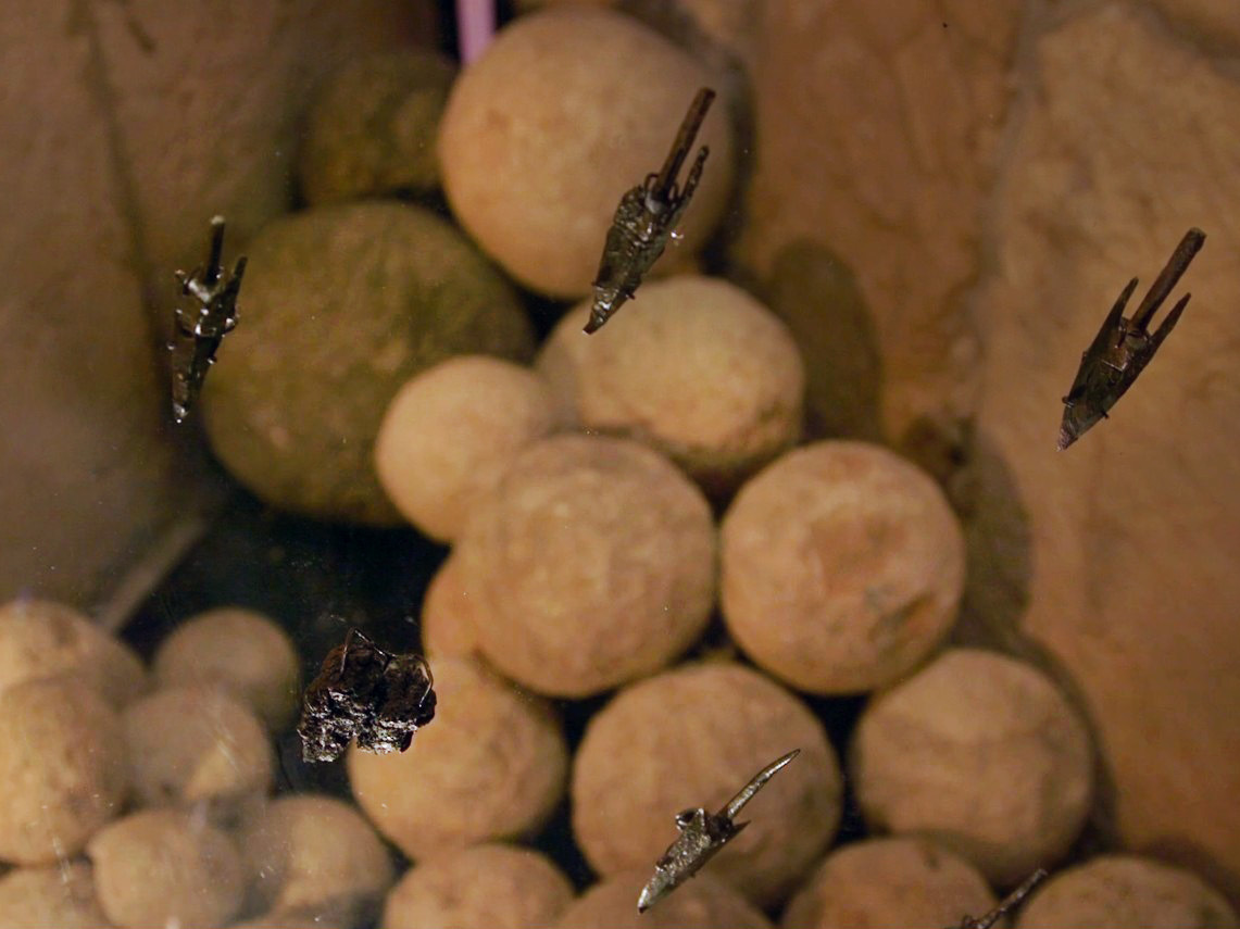 Una impresionante sección de la muralla de la ciudad de Jerusalén del período asmoneo — construida a finales del siglo II a. C. y una de las más largas y mejor conservadas  — fue desenterrada en el Tower of David Jerusalem Museum (Puerta de Jaffa). #Arqueología #TierraSanta