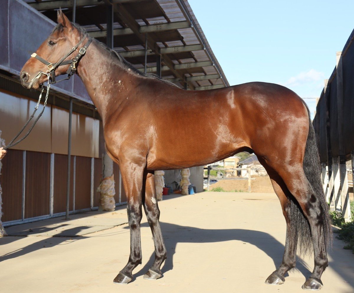 サタデーオークション (@sat_auction) / Posts / X