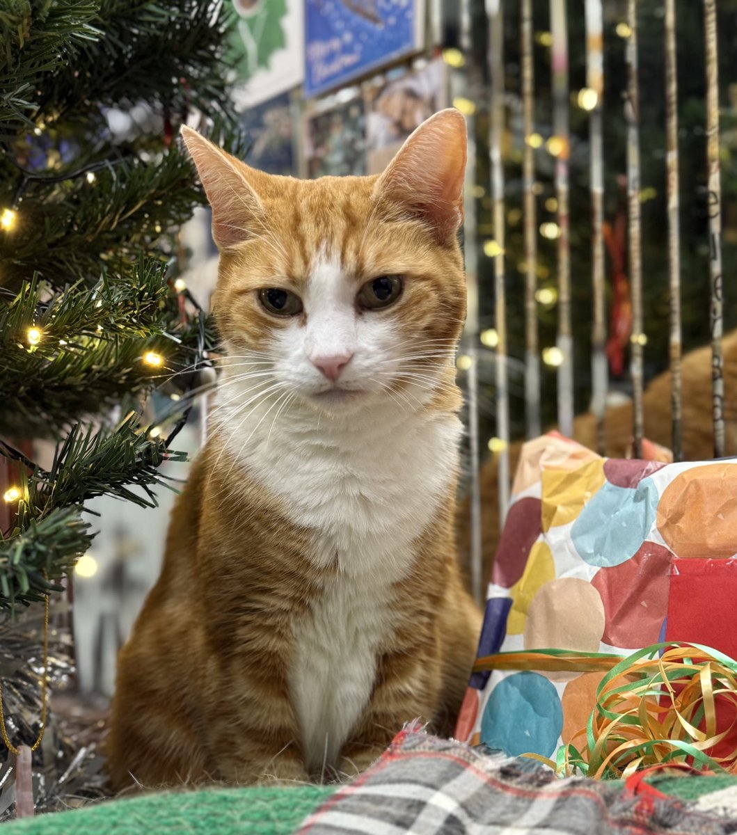 Good morning &amp; welcome to #Caturday 

What you do makes a difference.

 You just have to decide what kind of difference you want to make.

#cats #cats #Cat #CatsOnTwitter #CatsOfTwitter