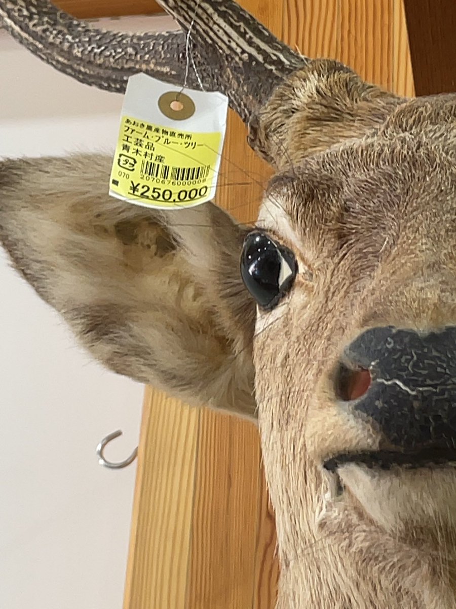 たまたま長野県青木村乃道の駅で見つけた鹿の頭剥製タイムリーだなと