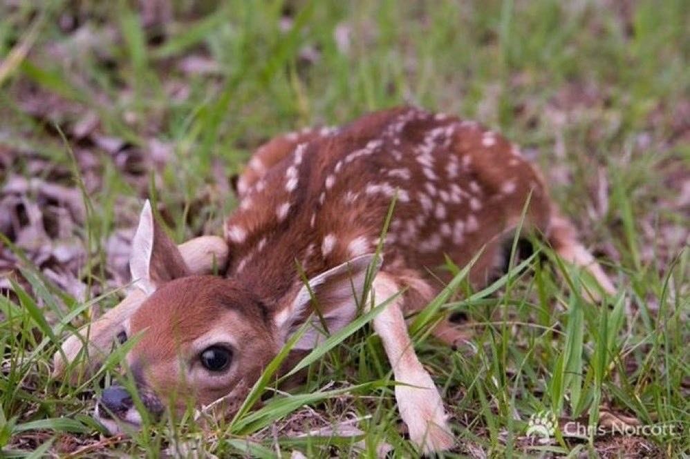 mourninglambs's tweet image. 