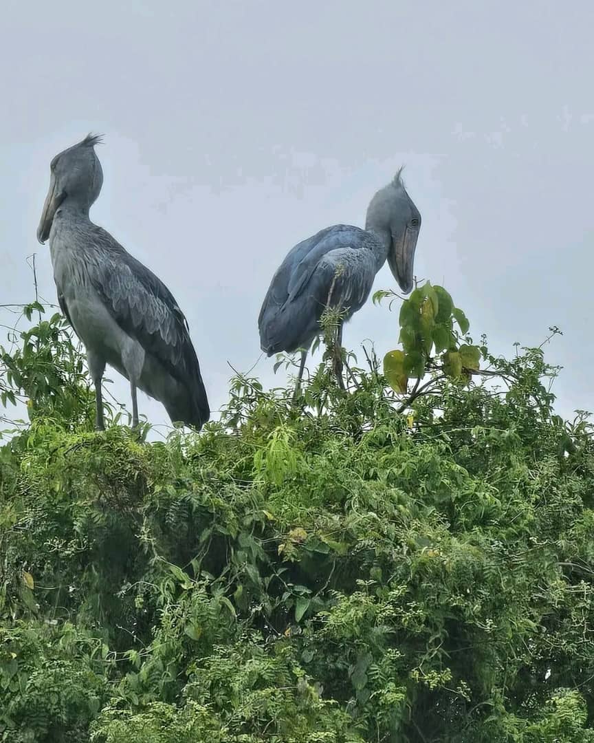TambourineSafa1's tweet photo. Don't miss on the iconic prehistoric tour that can excite you with each and every moment on the safari.[https://t.co/QVVOgwrizG]
#birdingexperience #wildlifesafari #wildlifephotography #safaridiscovery #naturesuprise #Gamedrive #primateapesexperience https://t.co/1CSImbtn2w