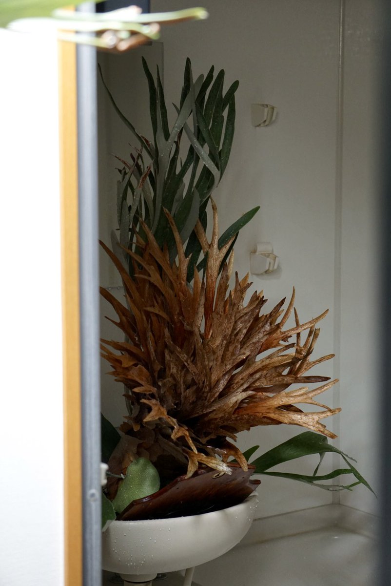 ビカク　シダ ATSUSHI TAKEOKA 竹岡篤史 | . Yot's Select !! Platycerium