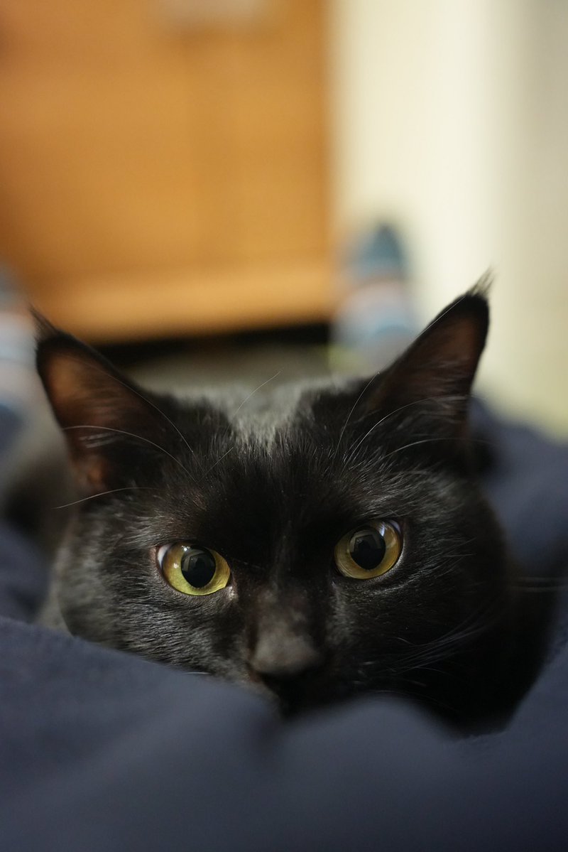 黒猫つくねちゃん太しっぽ (@oreo_blackcat) / Posts / X