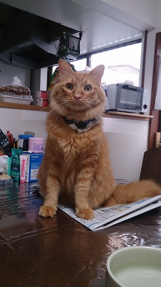 キジトラのヒメSHOP♕ページ（作成中） はると (@tomeji1106) / Posts / X