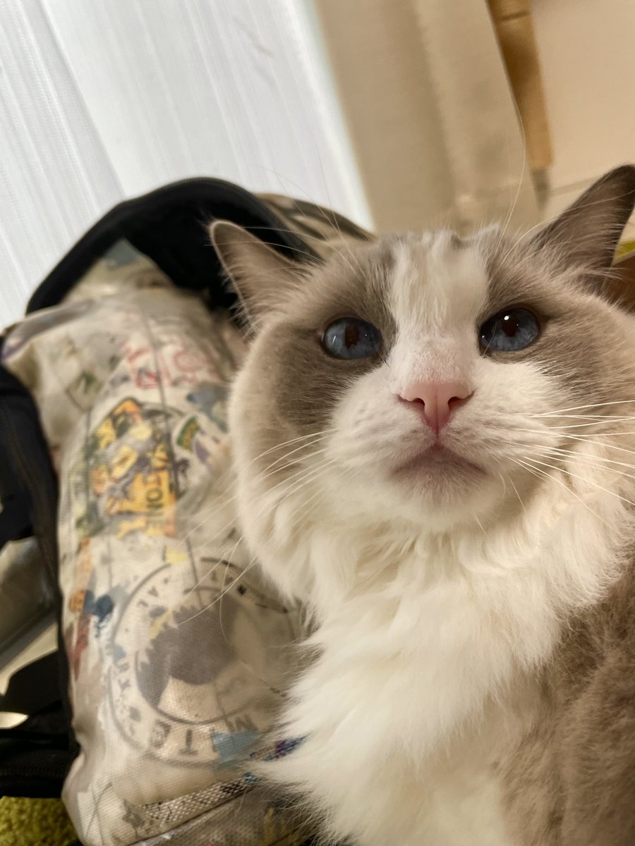 gomaneko(ごまねこ) (@goma2452) / Posts / X