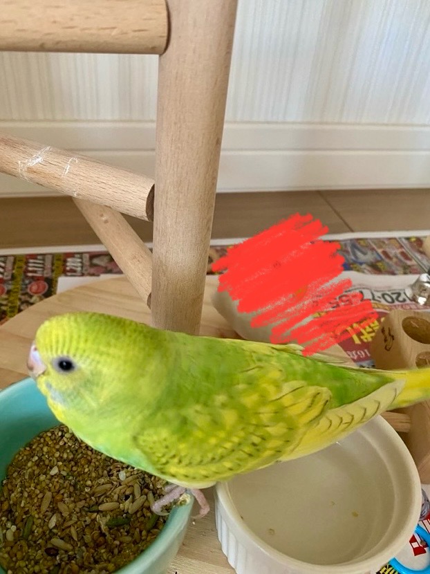 naojiro＠直次郎 (@nao26kun_pico) / Posts / X