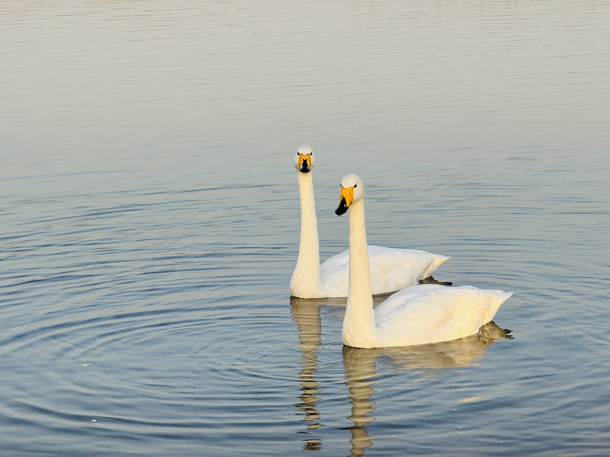 WhereSanmenxia's tweet photo. The white swans, elegant winter elf, are swimming in the Swan Lake National Urban Wetland Park. https://t.co/OEjcrPy2QF