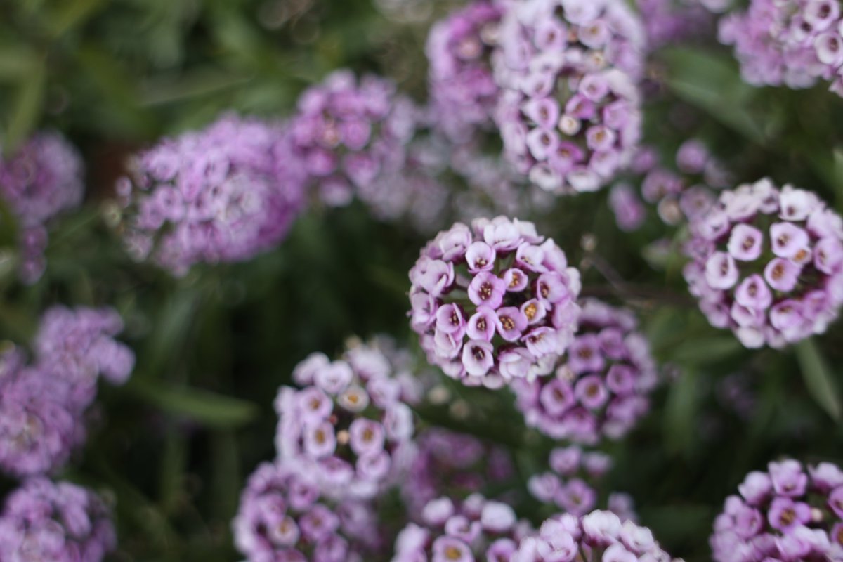 kinokdk's tweet image. 12/13(土)、お疲れ様です🫡
ぼんやりしていたらもう夕方です

💐#TLを花でいっぱいにしよう

アリッサムの花言葉には「仲直り」があるそうです。寄り添い合っているからでしょうか。
仲良く行きたいものです☺️

今日もお疲れ様でした