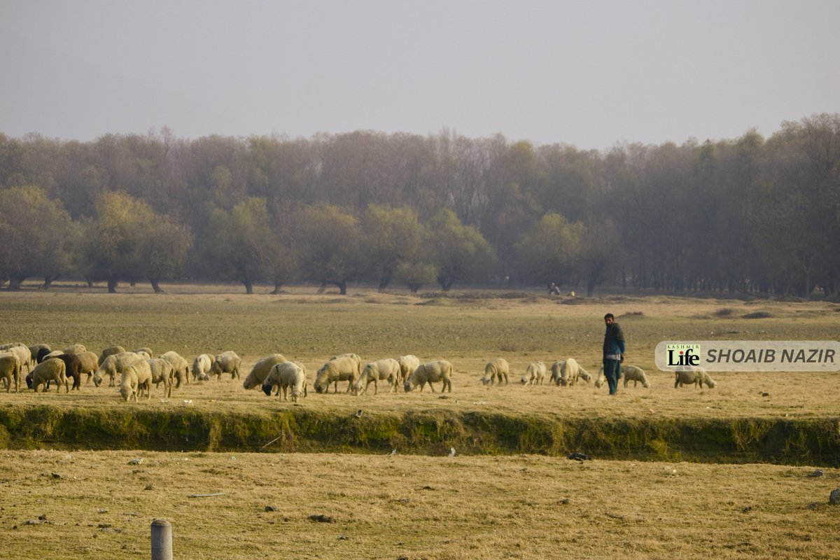 KashmirLife's tweet image. In Kashmir's Autumn Haze
 Enjoy the interesting clicks by #KashmirLife #lensman @ishoaibnazir  that see through the #KashmirAutumn #Haze that #Smog routinely dominates at Zaina Lank Bandipora.