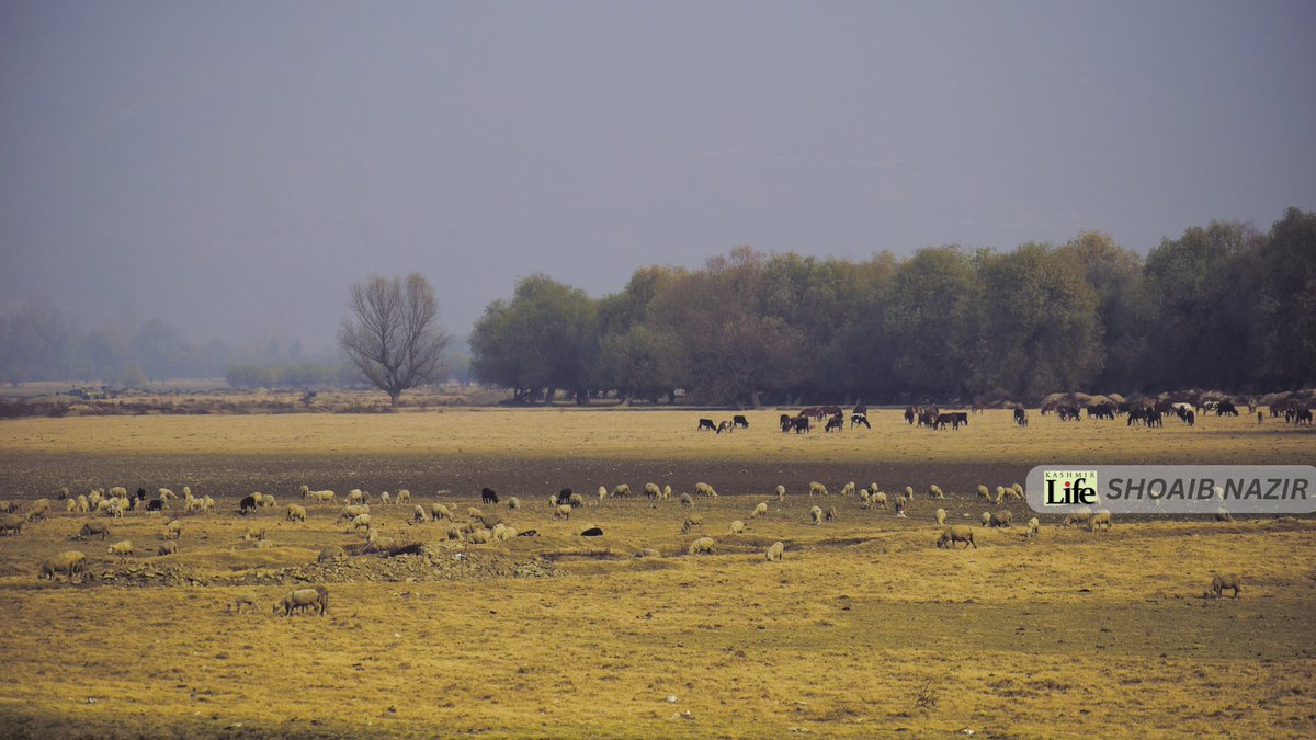 KashmirLife's tweet image. In Kashmir's Autumn Haze
 Enjoy the interesting clicks by #KashmirLife #lensman @ishoaibnazir  that see through the #KashmirAutumn #Haze that #Smog routinely dominates at Zaina Lank Bandipora.