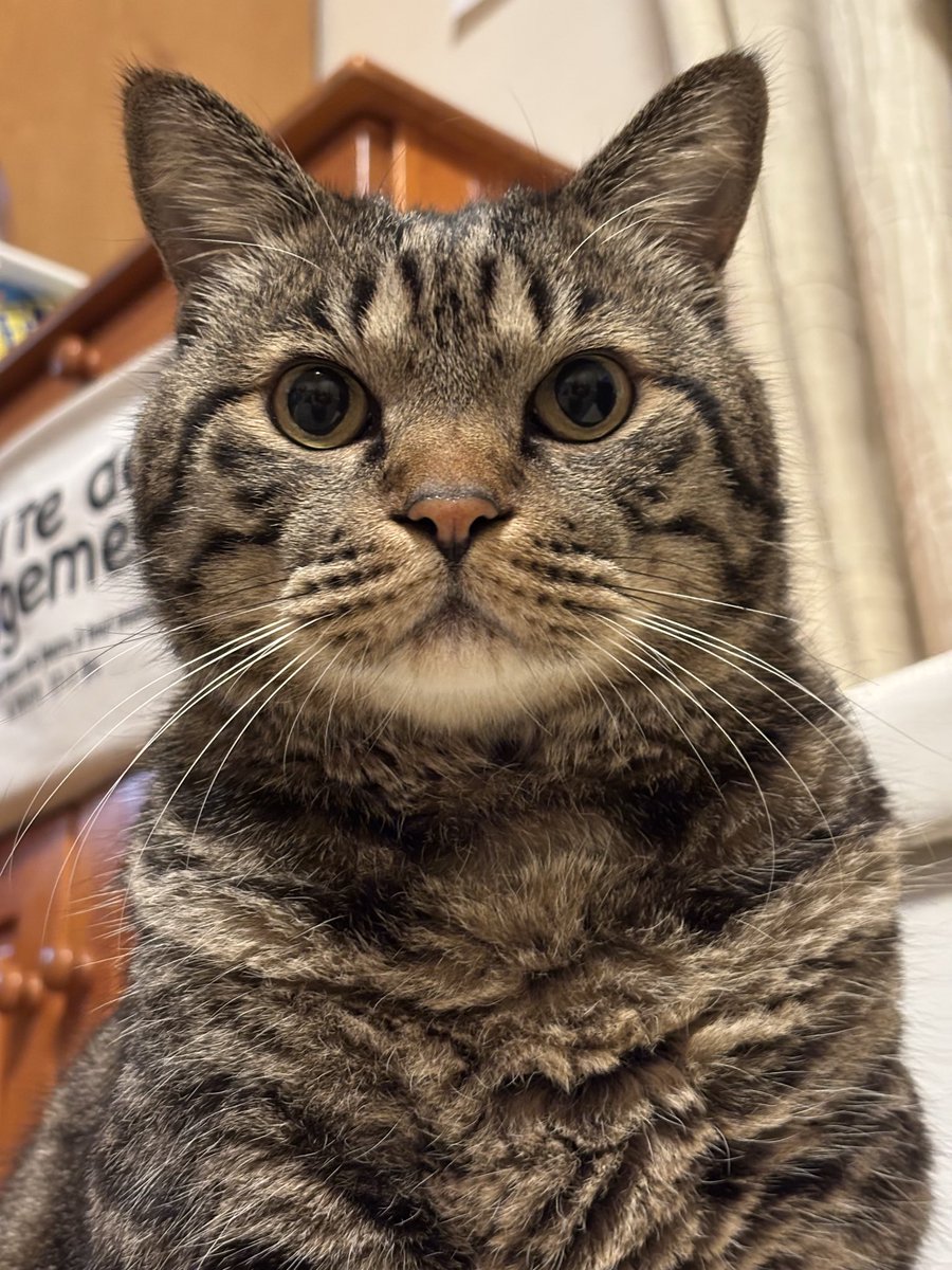 キジトラ虎三郎 (@TH82624015) / Posts / X