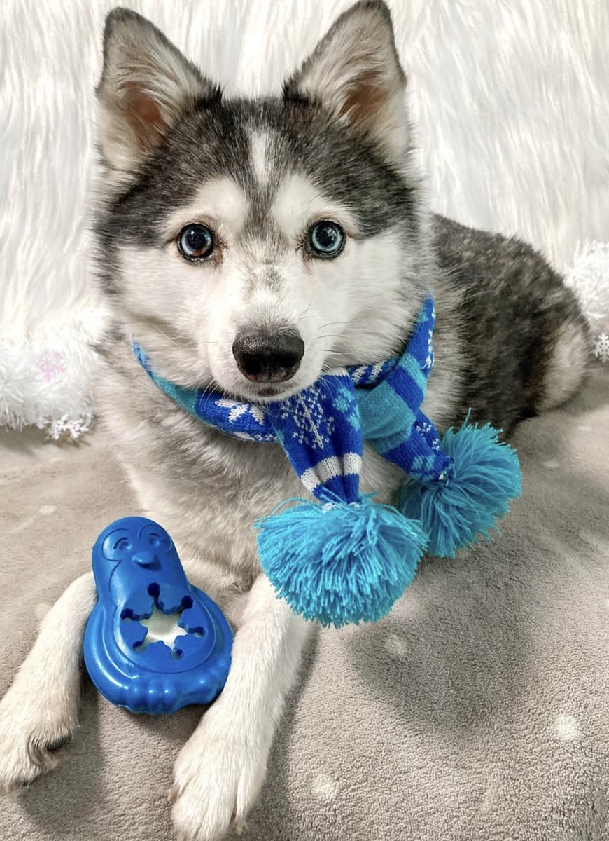 PetSafe® France tweet media