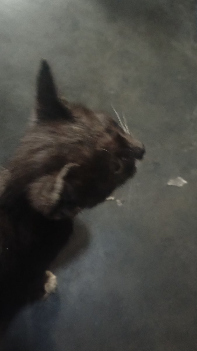 SUSAH BANGET MW MOTOIN ANAK BARU