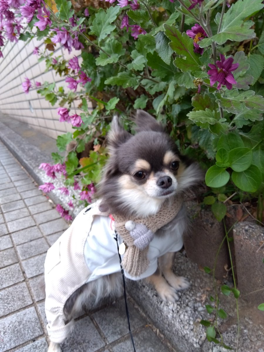 チワワ•*¨*•.¸♬︎ 💐🌳お散歩💐🌳