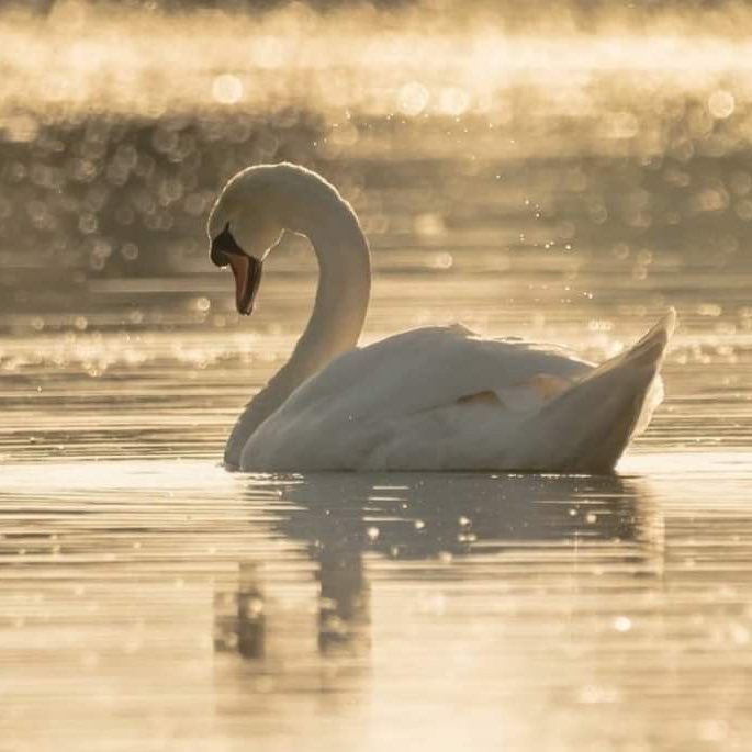 faerysoulart's tweet image. believe on ur lucky star