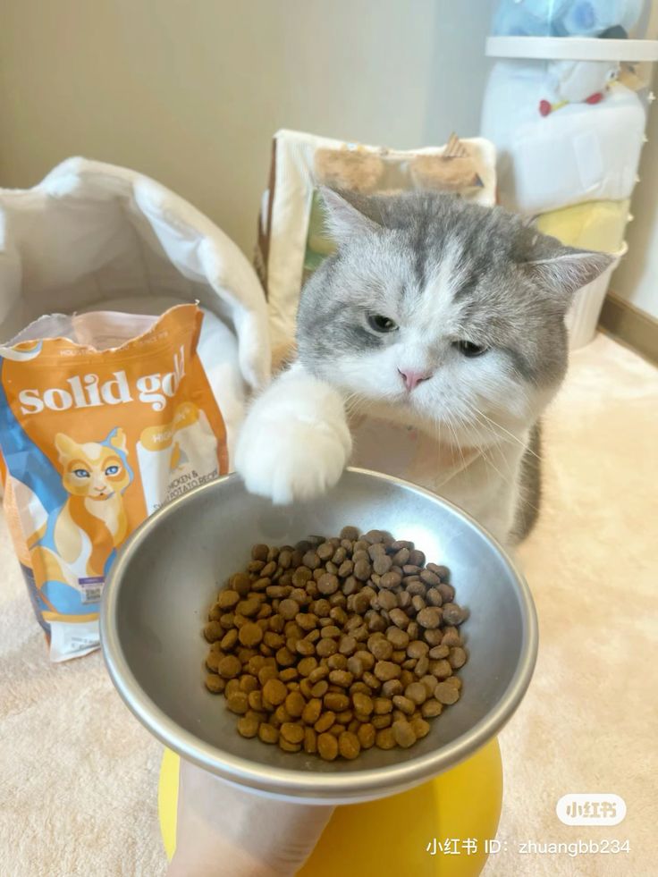 cutest cats (@cutestscats) on Twitter photo 