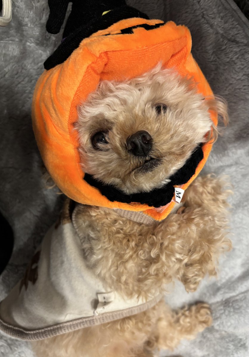 飼い主の自己満シリーズ