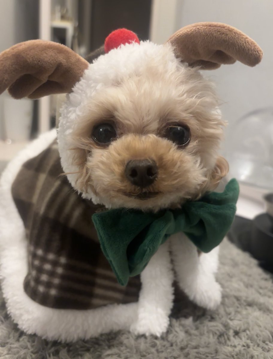 飼い主の自己満シリーズ