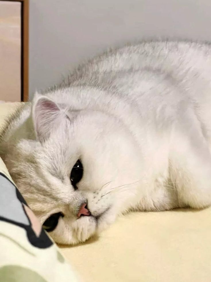 cutest cats (@cutestscats) on Twitter photo 