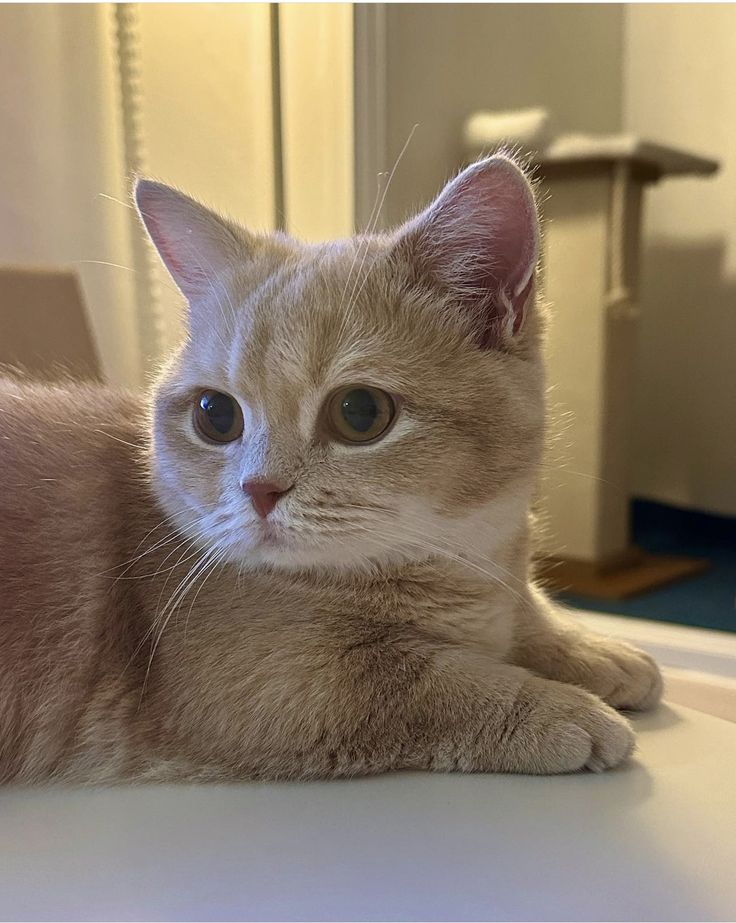 cutest cats (@cutestscats) on Twitter photo 