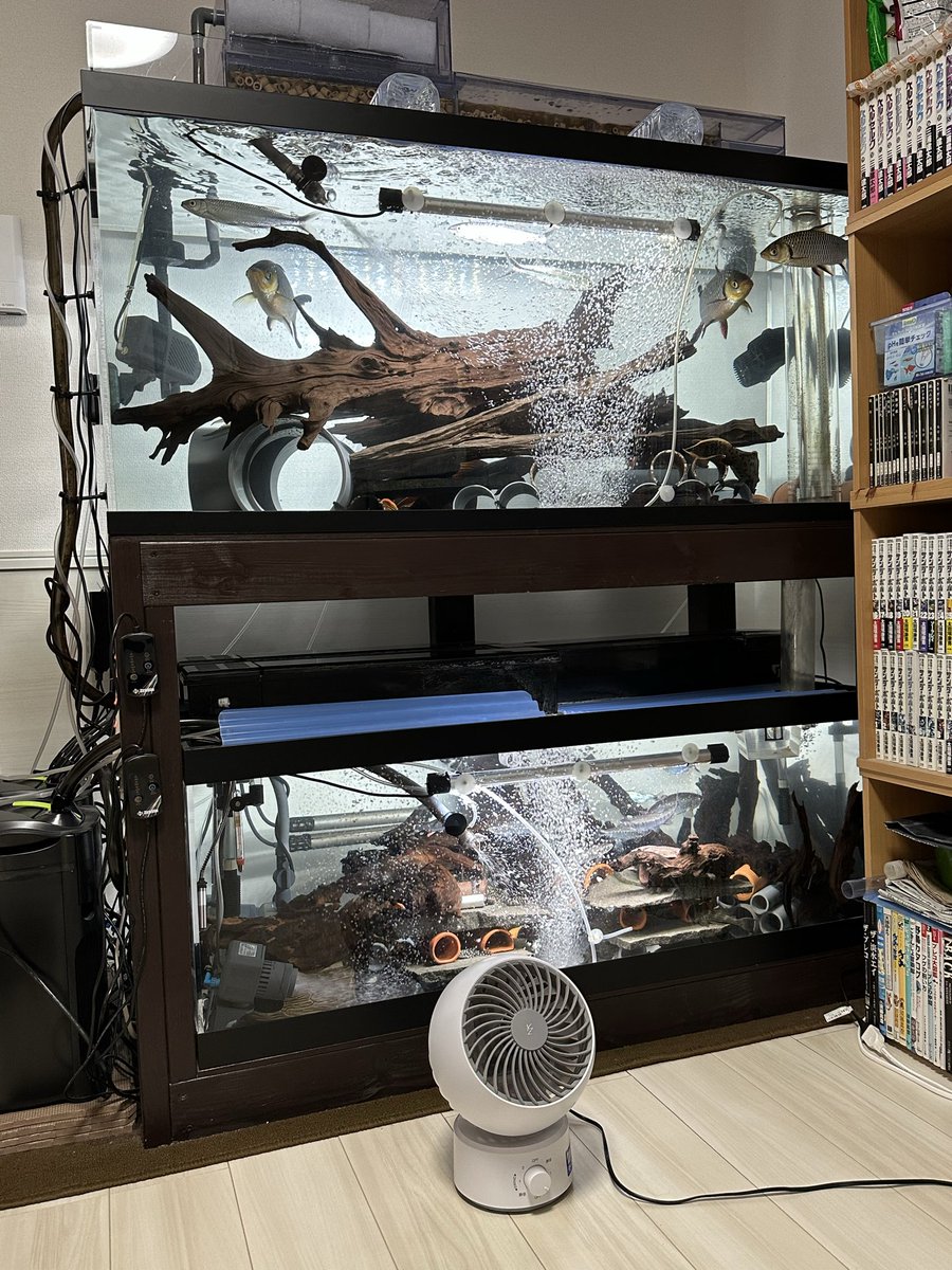 大好きなデカい流木を買ってしまった。 風呂くらいあります(アク抜き中