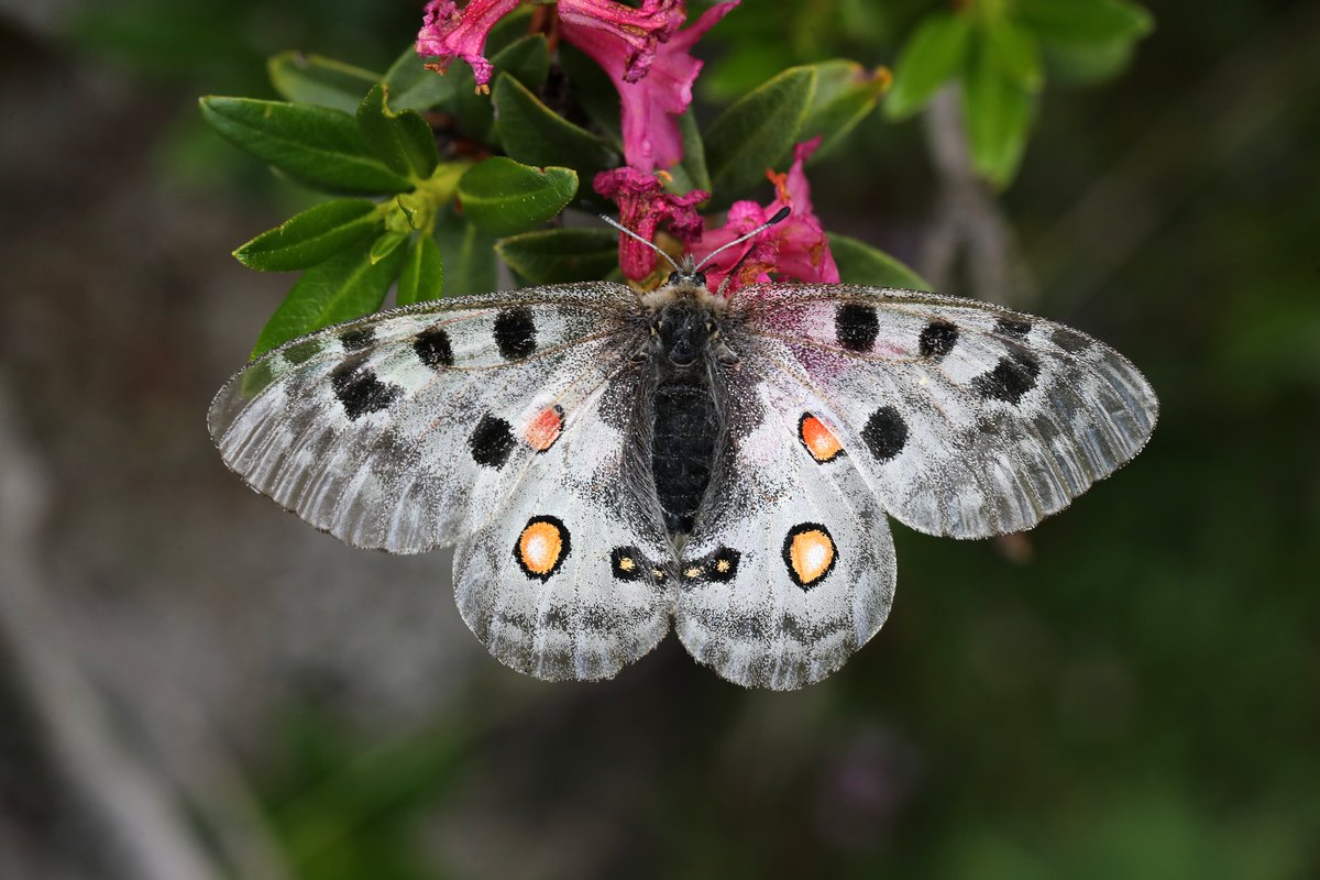 Mariposa Nature Tours tweet media