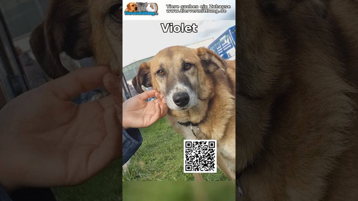 Violet: Violet #tiervermittlung #adoptierenstattkaufen #tierschutz #hundeliebe #hundevermittlung #rescuedog #animallovers #haustiere #tierliebe Violet, eine liebe, 11-jährige Mischlingshündin, sucht ein warmes Zuhause. Sie ist sanft, entspannt und… dlvr.it/TPnv3Q