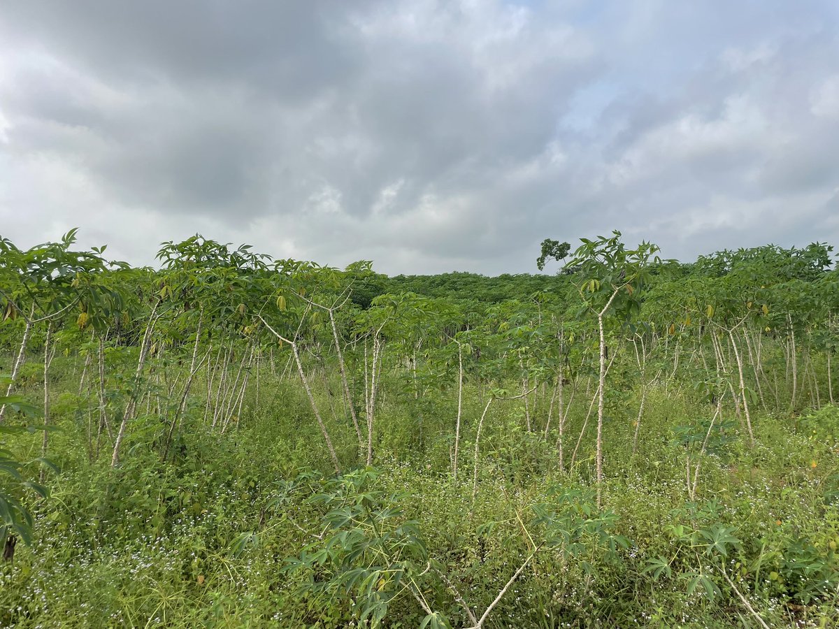 Sow, grow, harvest and repeat. 
A quick glance into our cassava plantation.