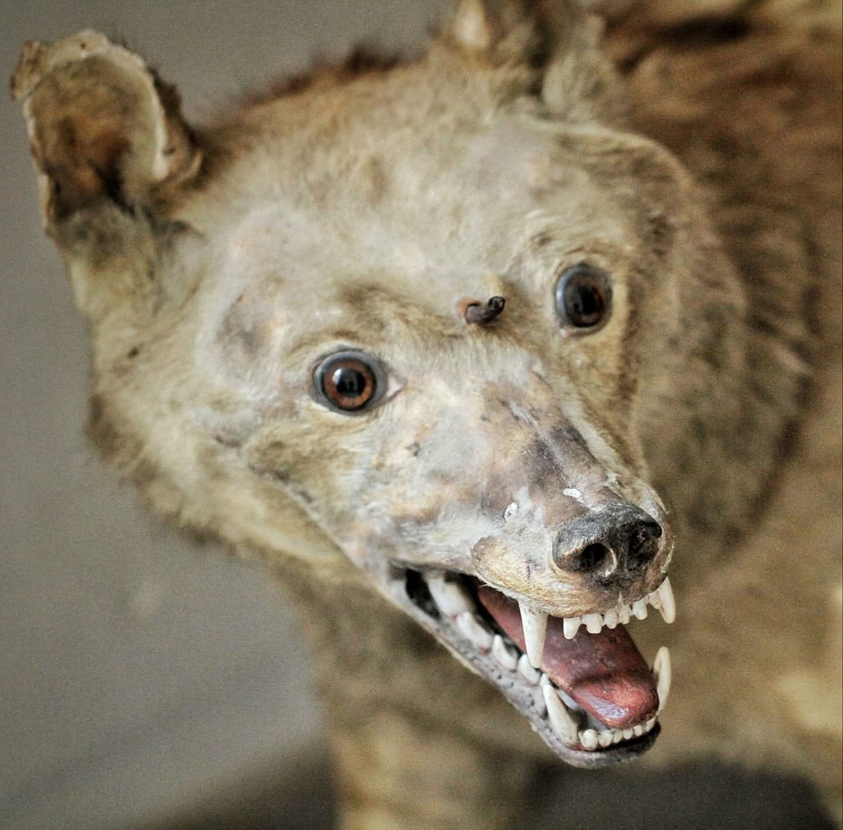 🔴 𝗔 𝗹'𝗮𝗱𝗼𝗽𝘁𝗶𝗼𝗻 ! 😊 
Le loup de la pub <a href="/intermarche/">Intermarché</a> fait rêver petits et grands mais connaissez-vous celui de Commarin ? 🐺 

Cette bête a été apprivoisée au XIXe siècle avant d'être abattue car trop dangereuse ! 200 ans plus tard, vous pouvez toujours l'admirer ! 😮