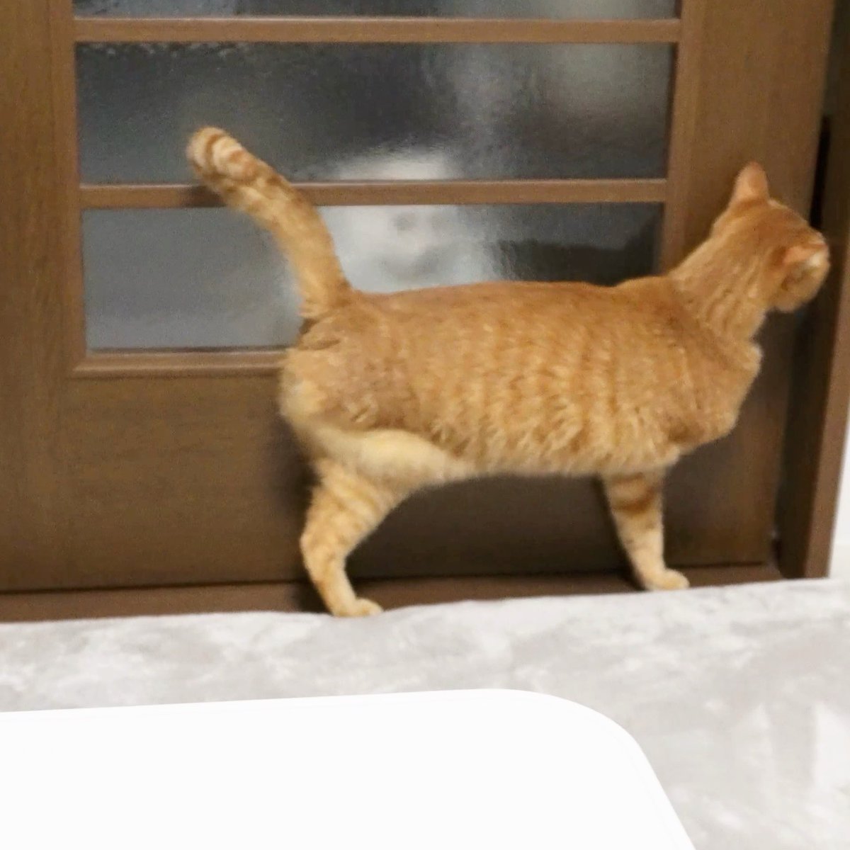 にゃんちゅー (@Nyanchu_1011) / Posts / X