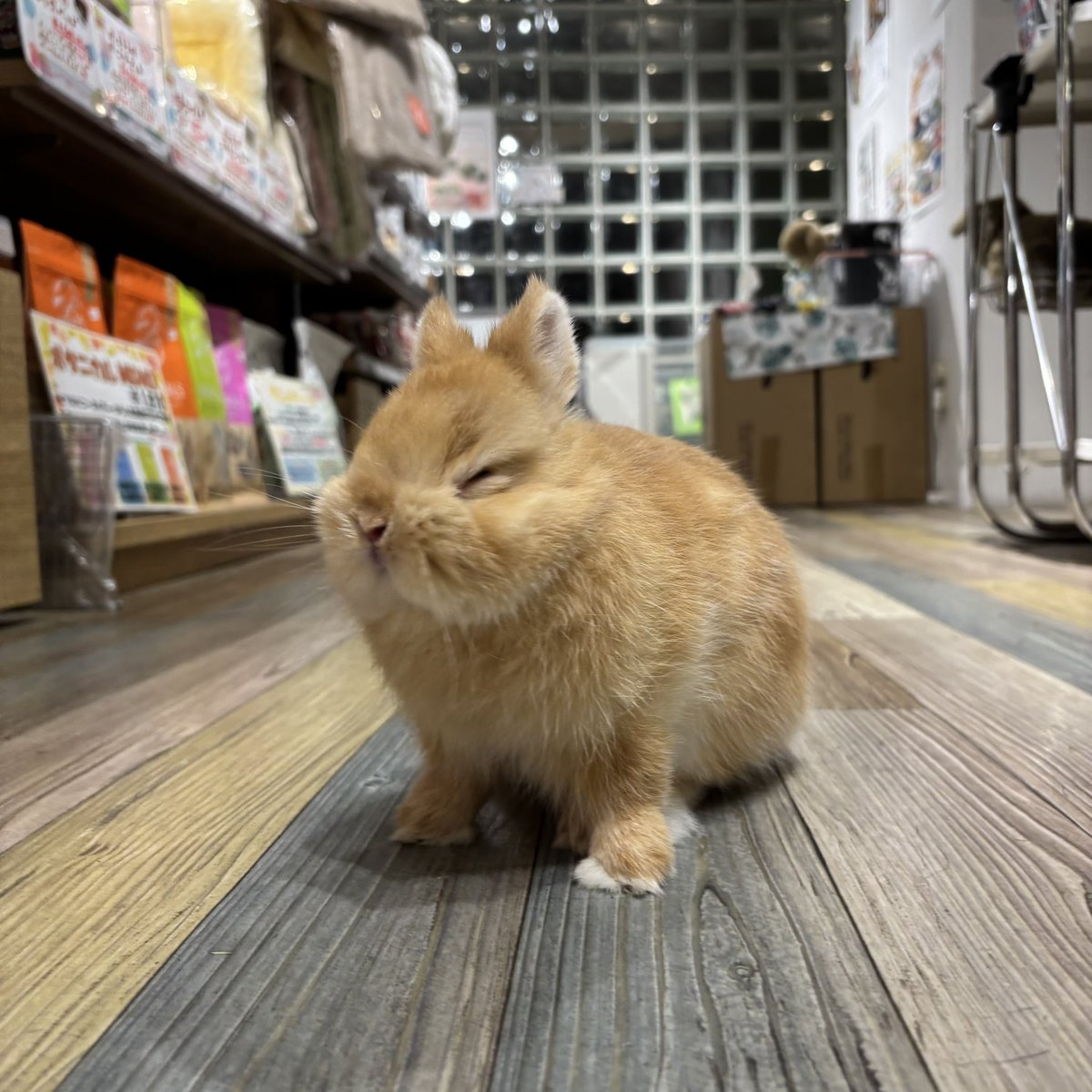 ねむ様 ᶻ 𝗓 𐰁 (@_zz_nemu_) / Posts / X