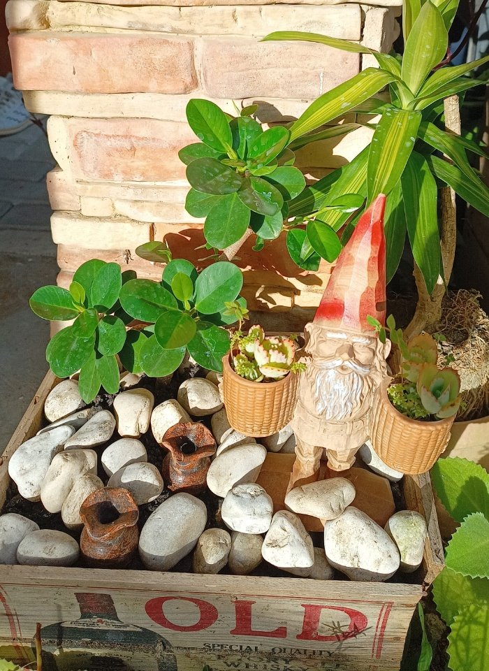 lanajacel's tweet photo. Some ficus 
#mygarden https://t.co/BfIDSY5mN2