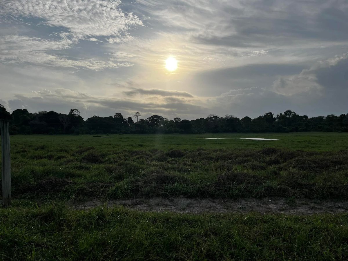 MativoMJohn's tweet image. When you are in Gede/Malindi area, please visit the Arabuko Sokoke Elephant Swamp at the edge of the indigenous forest, approx. 7km from the Mombasa Malindi highway. 
The thick forest, waterhole, grassland, swamp, quietness, beautiful sunset and majestic elephants #Awesomeness