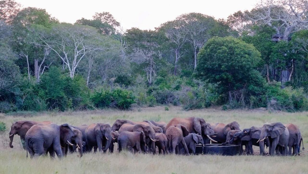 MativoMJohn's tweet image. When you are in Gede/Malindi area, please visit the Arabuko Sokoke Elephant Swamp at the edge of the indigenous forest, approx. 7km from the Mombasa Malindi highway. 
The thick forest, waterhole, grassland, swamp, quietness, beautiful sunset and majestic elephants #Awesomeness