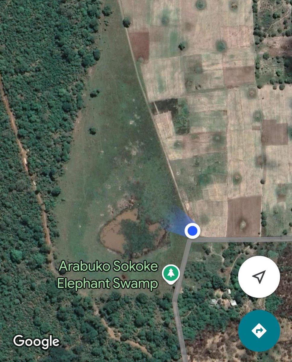 MativoMJohn's tweet image. When you are in Gede/Malindi area, please visit the Arabuko Sokoke Elephant Swamp at the edge of the indigenous forest, approx. 7km from the Mombasa Malindi highway. 
The thick forest, waterhole, grassland, swamp, quietness, beautiful sunset and majestic elephants #Awesomeness