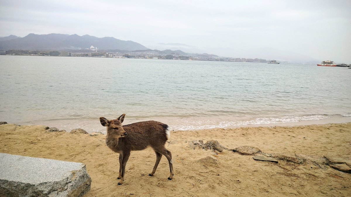 ひろぽん錠41mg「HH」 (@A35round) / Posts / X