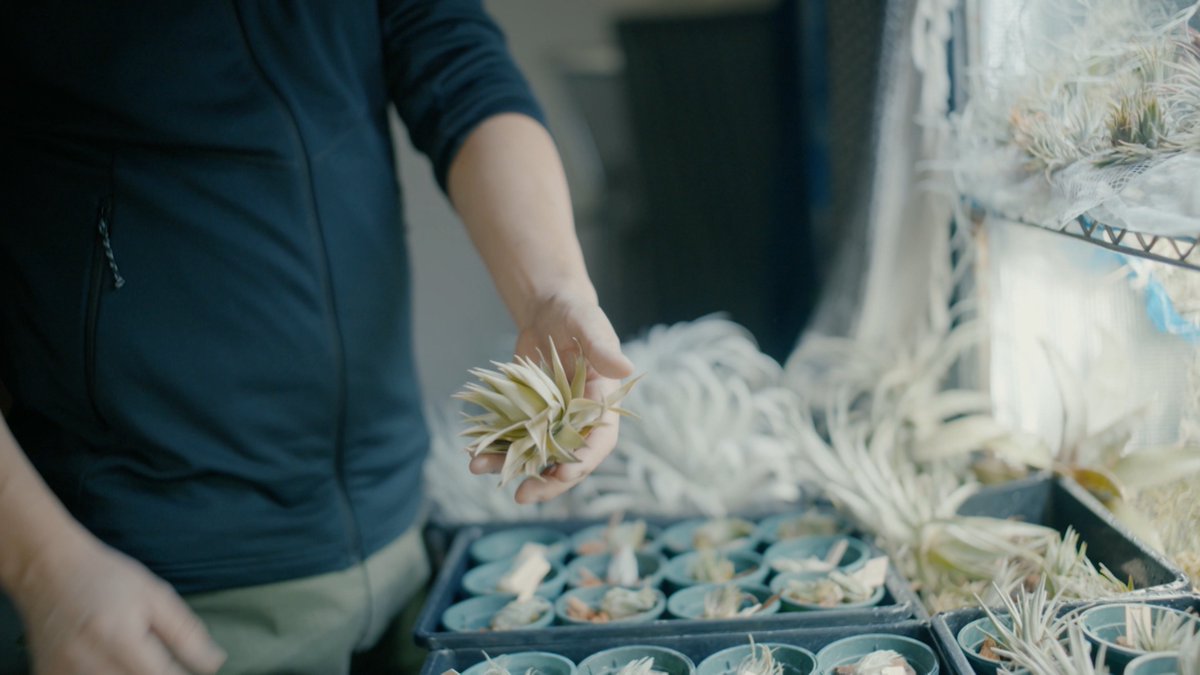 shokubutsu_club's tweet image. ／
ドラマ『変態植物倶楽部』
第2話ロケ地紹介🌱
＼

▶TillandsiaGarden（東京・浅草橋）
日本初のティランジア専門店といわれるショップ
金土日で営業されてます👀
（あす12/14はお休みとのことです！）

🌱1～2話TVerで配信中🌱
🔗tver.jp/series/srvtbke…

#変態植物倶楽部 #一ノ瀬ワタル #悠木碧