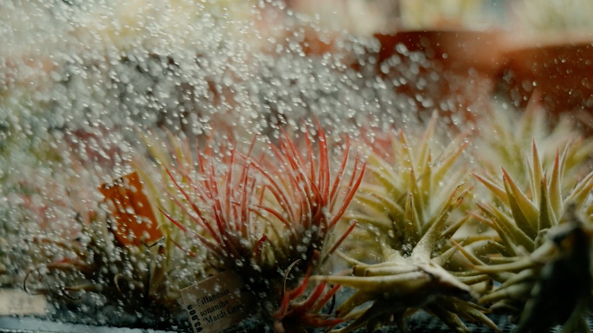 shokubutsu_club's tweet image. ／
ドラマ『変態植物倶楽部』
第2話ロケ地紹介🌱
＼

▶TillandsiaGarden（東京・浅草橋）
日本初のティランジア専門店といわれるショップ
金土日で営業されてます👀
（あす12/14はお休みとのことです！）

🌱1～2話TVerで配信中🌱
🔗tver.jp/series/srvtbke…

#変態植物倶楽部 #一ノ瀬ワタル #悠木碧