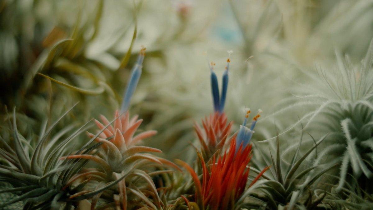 shokubutsu_club's tweet image. ／
ドラマ『変態植物倶楽部』
第2話ロケ地紹介🌱
＼

▶TillandsiaGarden（東京・浅草橋）
日本初のティランジア専門店といわれるショップ
金土日で営業されてます👀
（あす12/14はお休みとのことです！）

🌱1～2話TVerで配信中🌱
🔗tver.jp/series/srvtbke…

#変態植物倶楽部 #一ノ瀬ワタル #悠木碧