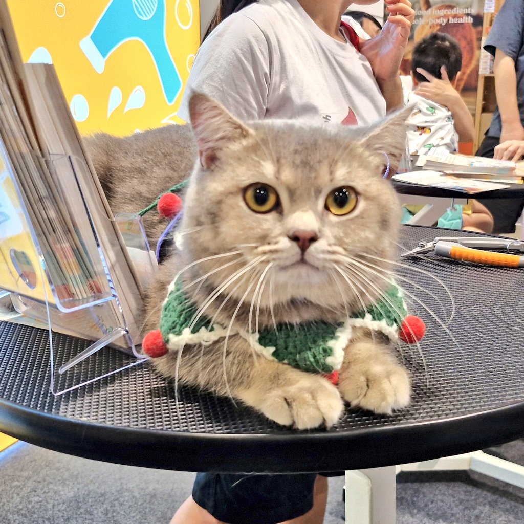 今日はサンテックで猫フェス！ ブースの人が連れてきてるﾈｺﾁｬﾝたくさん
