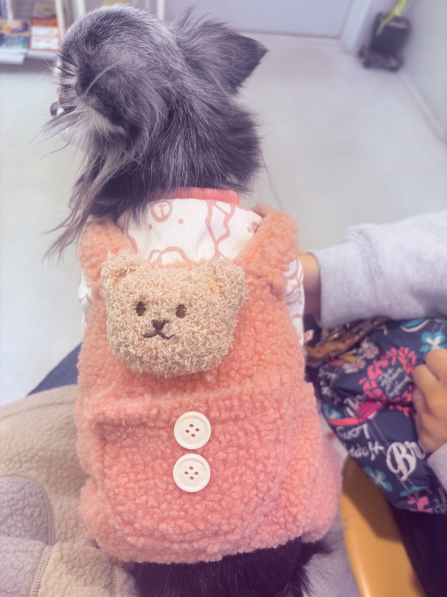 coco_zu1212's tweet photo. 先生にもペットボイス（@petvoice_jp ）
で呼吸数測っててるデータみせて、今日の今日直ぐに検診できてよかったと何度も言ってくれた😭
変化に気付けたのもpetvoiceのおかげ。
年明け検査じゃなくて良かったって💦

ココナのこともあって手術は怖い。。
出来ることはなんでもする！ https://t.co/ZaGenVswNH
