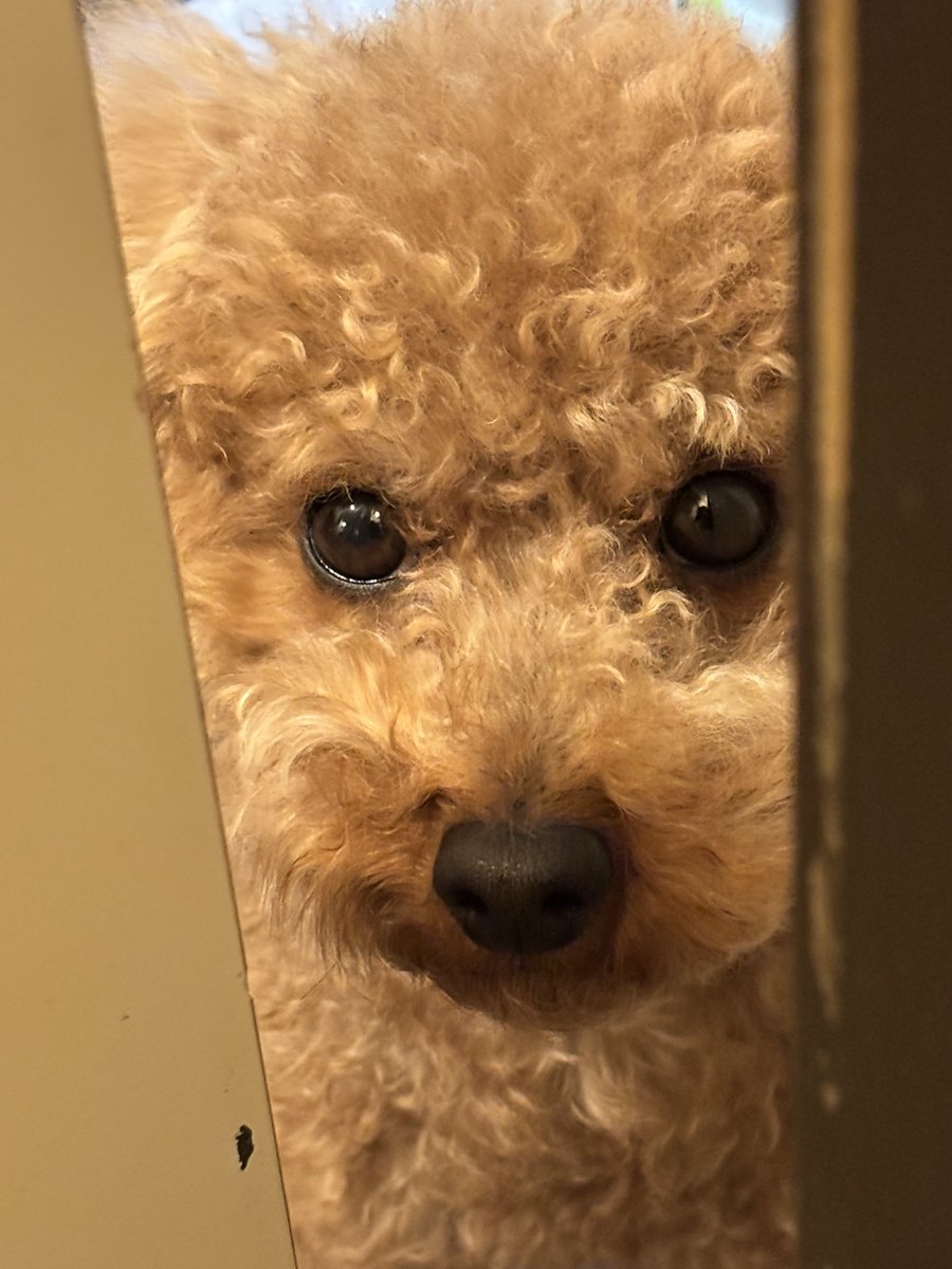 うみ🐩 (@reisa098) / Posts / X