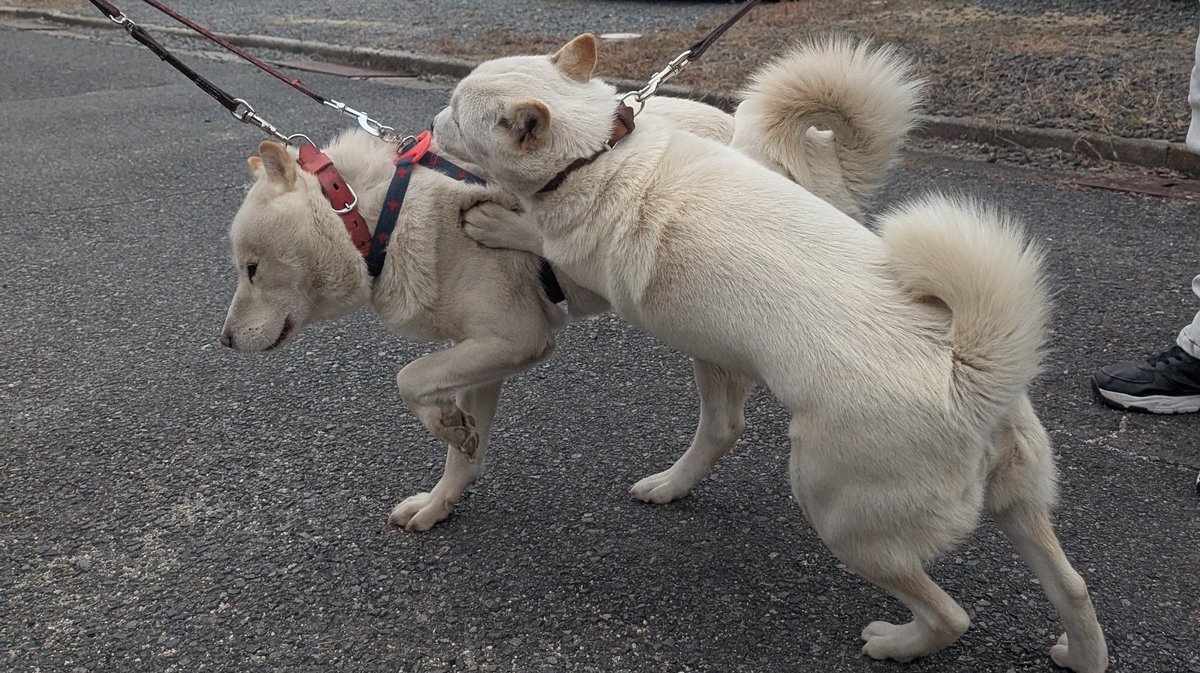 ⭐️みっちゃんです 北海道犬 みっちゃん (@HdnOYpsK34Hd9gB) / Posts / X