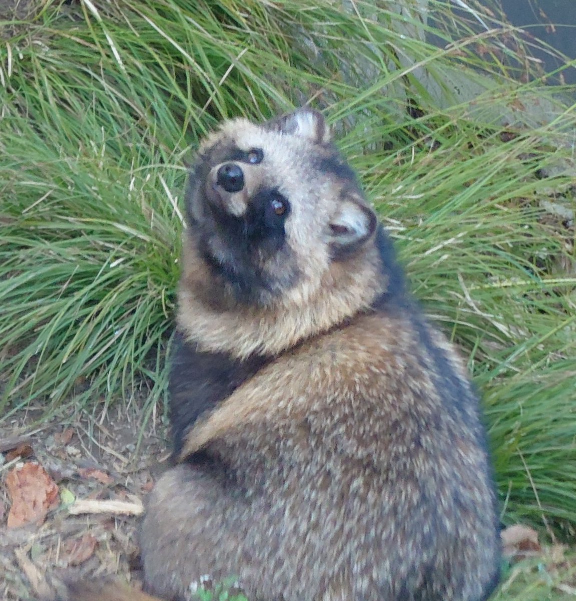 #あご裏見せてくれてありがたぬき