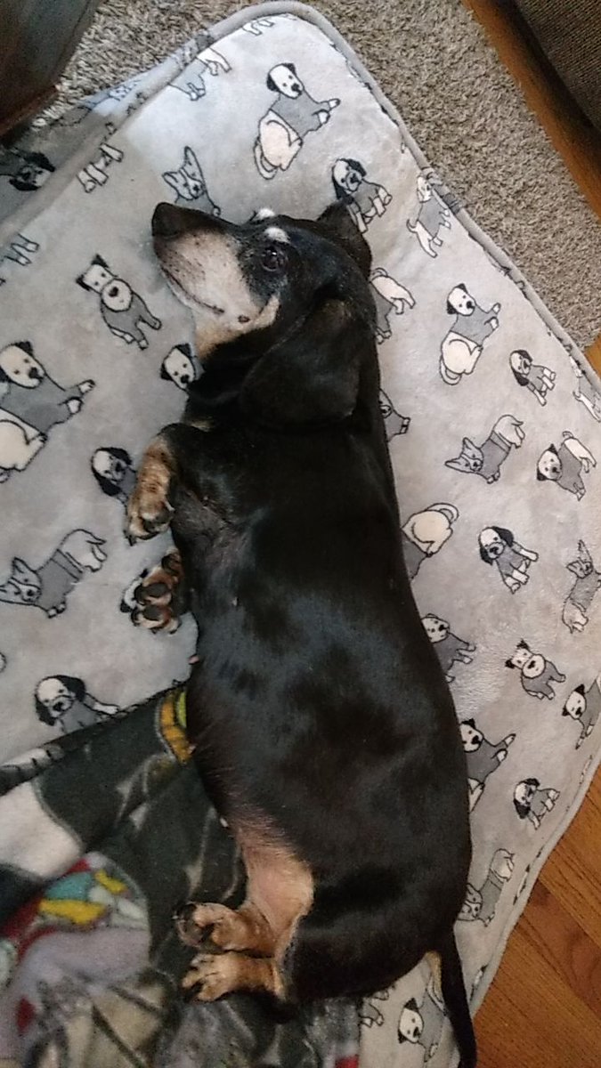 MerciMeloni's tweet photo. I wish magic was real so I'd never have to make this post. I had to put my dog down today. She made it to 17 long and spoiled years, but that's not enough time. She was my little bedbug. Its not fair. I miss you so much already, I love you forever Tiny https://t.co/xr4xLwctSE