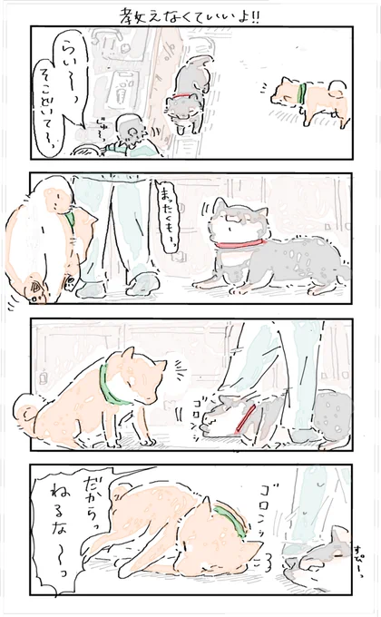 #4コマ漫画 #柴犬
教えなくていいよ‼︎ 