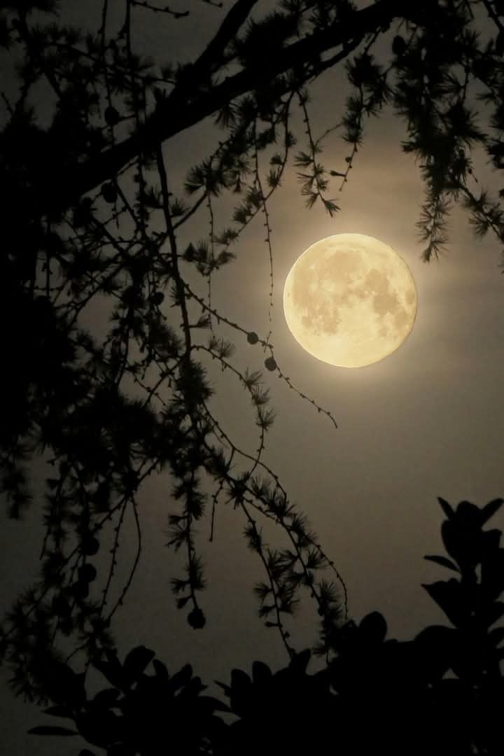 DailyMoonX's tweet photo. https://t.co/FrjRrv4TPR